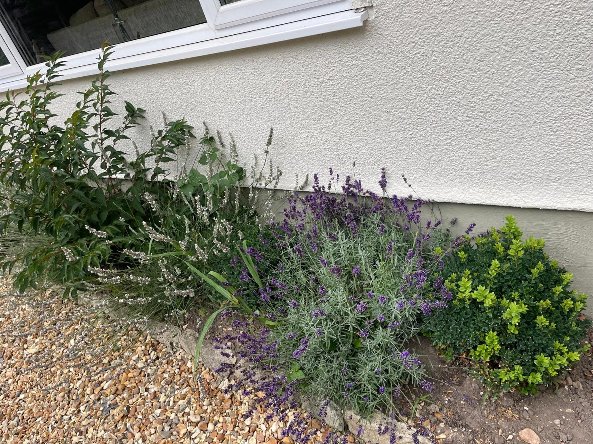 Woodland House B & B Wimborne Minster Eksteriør billede